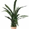The Home Collection Sanseriveria Faux Plant In Pot 1 The Home Collection Sanseriveria Faux Plant In Pot