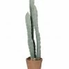 The Home Collection Totem Pole Cactus In A Terracotta Pot