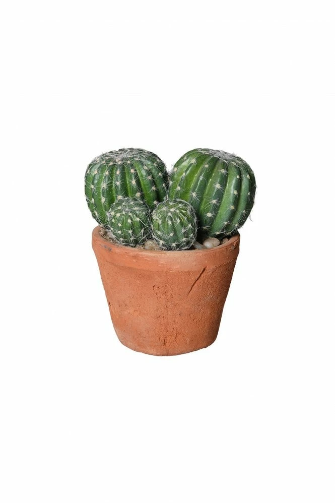 The Home Collection Barrel Cactus In Terracotta Garden Pot 3 The Home Collection Barrel Cactus In Terracotta Garden Pot