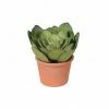 The Home Collection Echeveria In Terracotta Pot