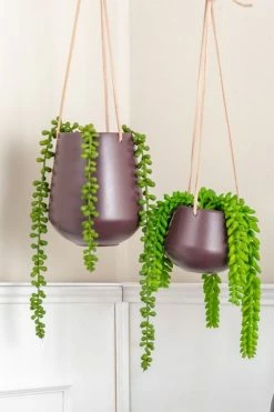 The Home Collection Skittle Hanging Planter
