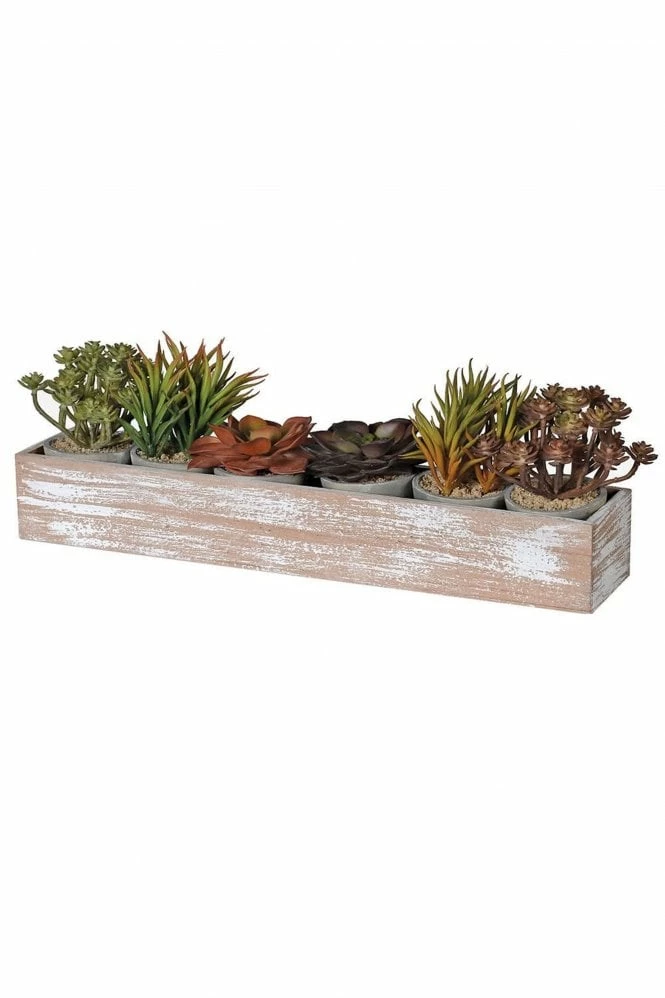 The Home Collection Set Of 6 Assorted Potted Faux Succulents In Rustic 3 The Home Collection Set Of 6 Assorted Potted Faux Succulents In Rustic