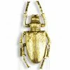 The Home Collection Large Gold Spotted Beetle Wall Decor 1 The Home Collection Large Gold Spotted Beetle Wall Decor