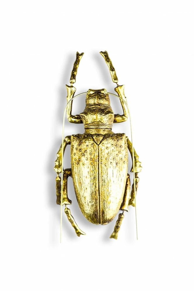 The Home Collection Large Gold Spotted Beetle Wall Decor 3 The Home Collection Large Gold Spotted Beetle Wall Decor