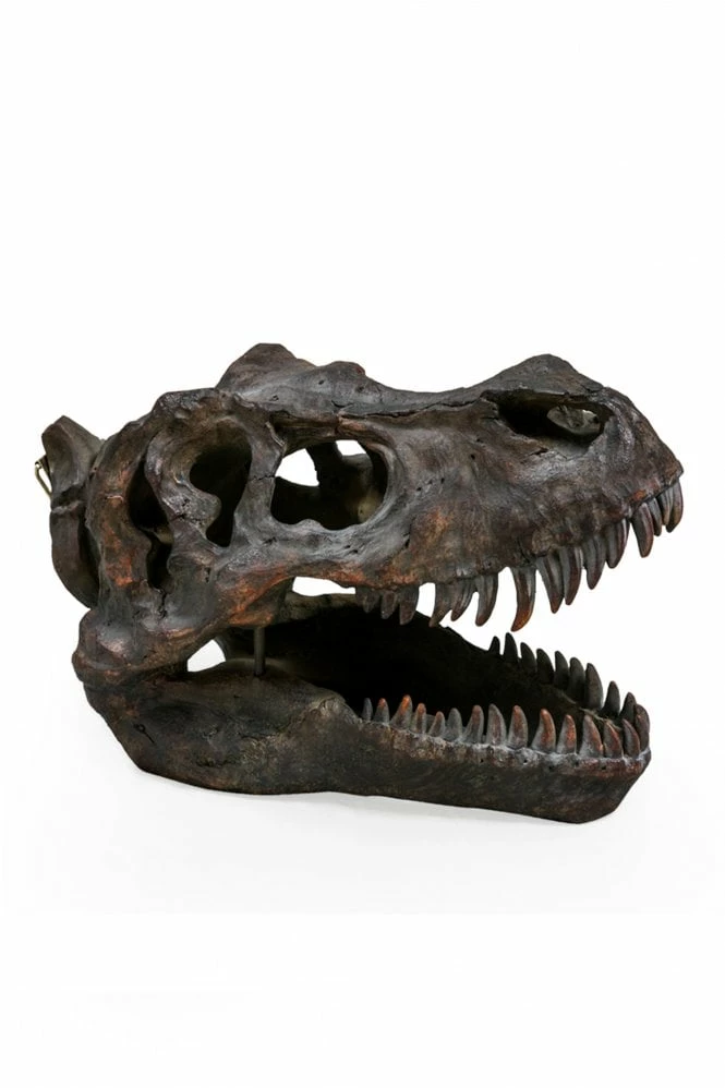 The Home Collection Large Tyrannosaurus Dinosaur Skull Wall Head 3 The Home Collection Large Tyrannosaurus Dinosaur Skull Wall Head