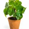 The Home Collection Ornamental Pilea Money Plant 2 The Home Collection Ornamental Pilea Money Plant