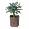 The Home Collection Green Potted Dudleya Anthonyi Succulent 1 The Home Collection Green Potted Dudleya Anthonyi Succulent