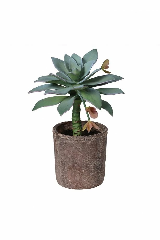 The Home Collection Green Potted Dudleya Anthonyi Succulent 3 The Home Collection Green Potted Dudleya Anthonyi Succulent
