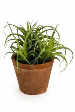 The Home Collection Faux Spiky Succulent In Terracotta Pot