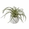 The Home Collection Tillandsia In Pot