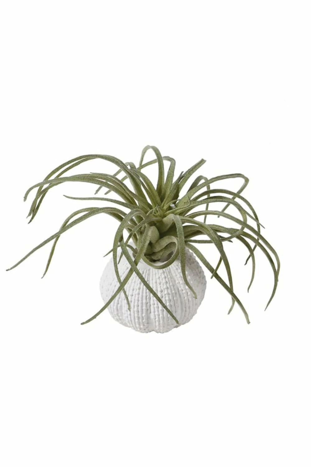 The Home Collection Tillandsia In Pot 3 The Home Collection Tillandsia In Pot