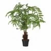 The Home Collection Fern Tree In Pot