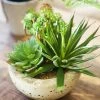 The Home Collection Assorted Green Succulents In Grey Cement Bowl 2 The Home Collection Assorted Green Succulents In Grey Cement Bowl