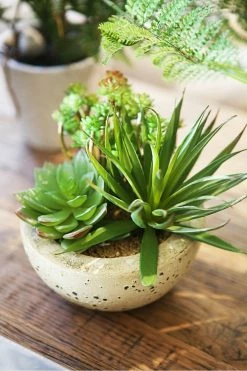 The Home Collection Assorted Green Succulents In Grey Cement Bowl
