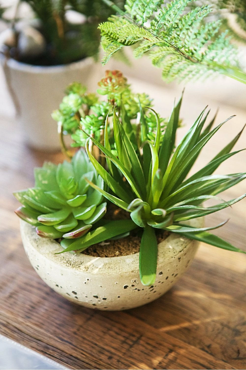 The Home Collection Assorted Green Succulents In Grey Cement Bowl 3 The Home Collection Assorted Green Succulents In Grey Cement Bowl