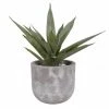 The Home Collection Aloe Vera In Grey Cement Pot 1 The Home Collection Aloe Vera In Grey Cement Pot