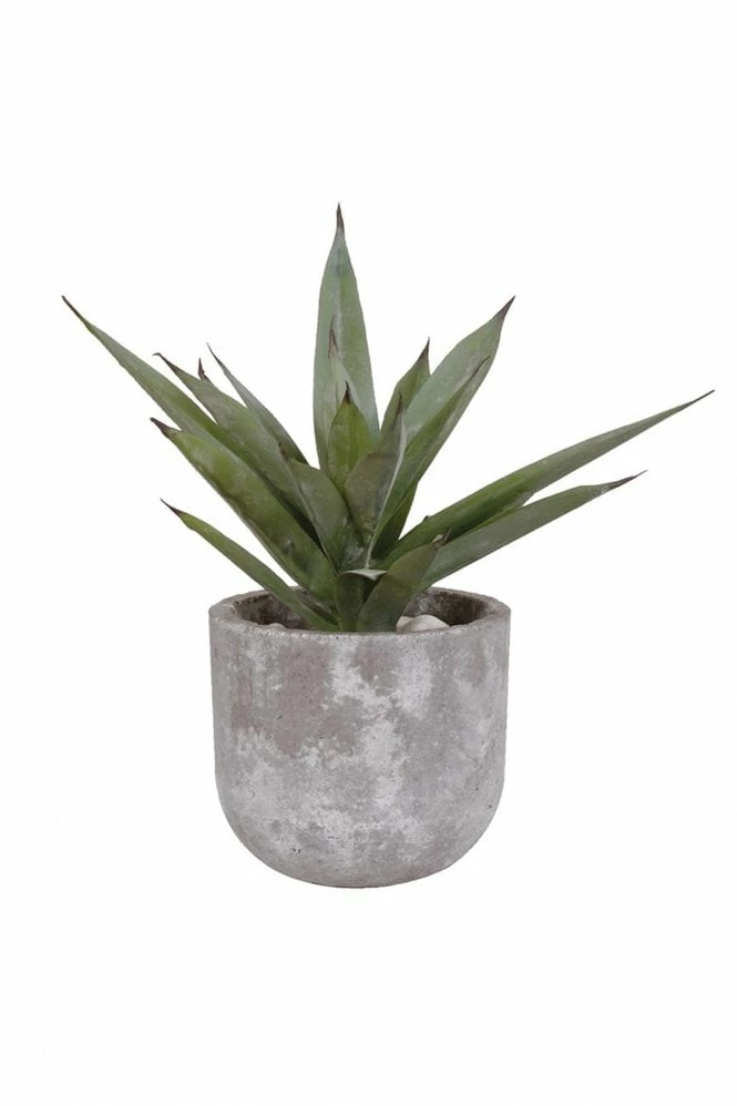 The Home Collection Aloe Vera In Grey Cement Pot 3 The Home Collection Aloe Vera In Grey Cement Pot