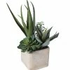 The Home Collection Assorted Cactus In Grey Pot 1 The Home Collection Assorted Cactus In Grey Pot