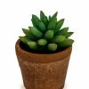 The Home Collection Faux Succulent In Terracotta Pot