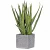 The Home Collection Green Speckled Aloe Vera In Square Cement Pot 1 The Home Collection Green Speckled Aloe Vera In Square Cement Pot