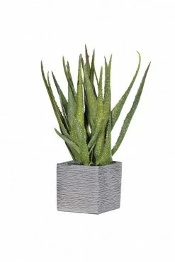 The Home Collection Green Speckled Aloe Vera In Square Cement Pot